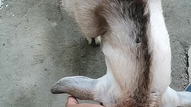 He wants to show his energy..