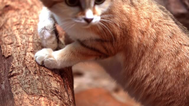 Sand Cat The King of the Desert