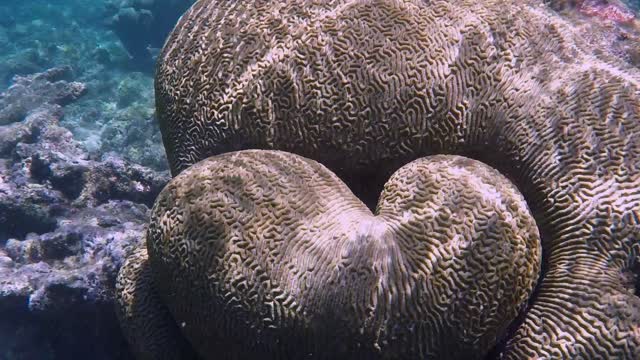 Heart Shaped Coral Discovered During Dive