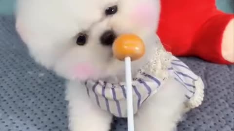 Baby funny dog