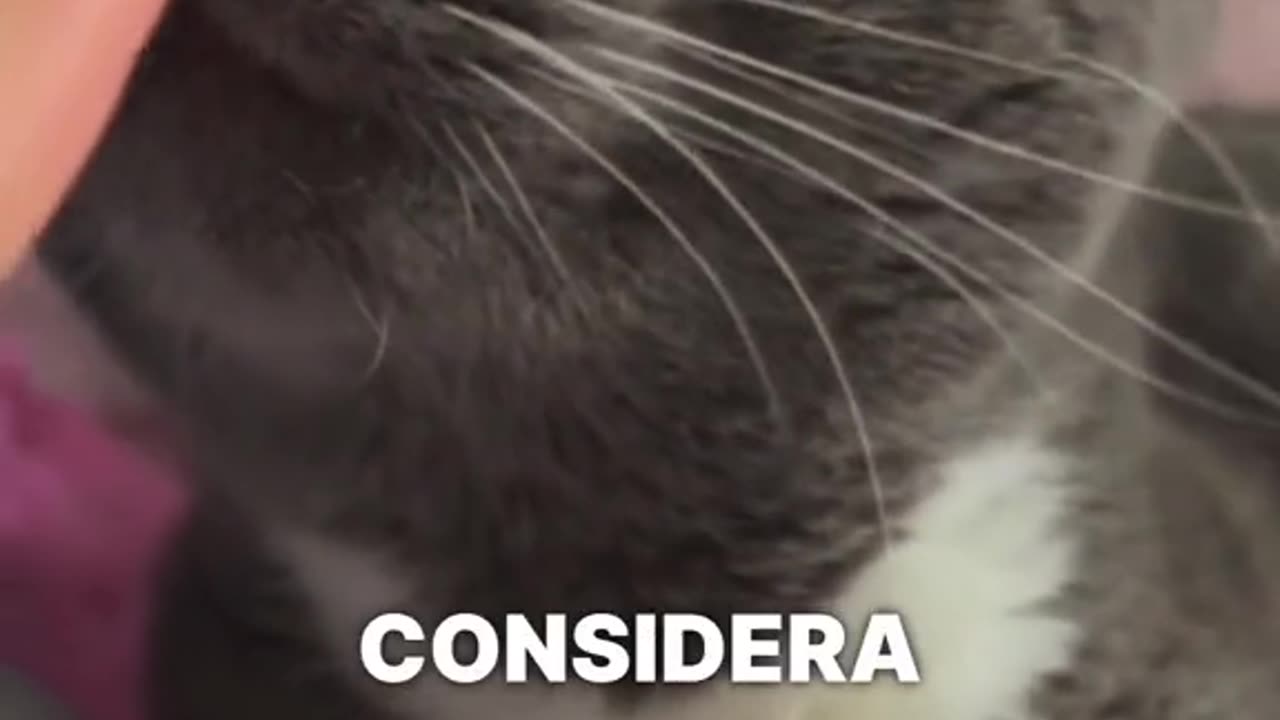 Essere la persona preferita del tuo gatto è un vero privilegio e una grande ricompensa