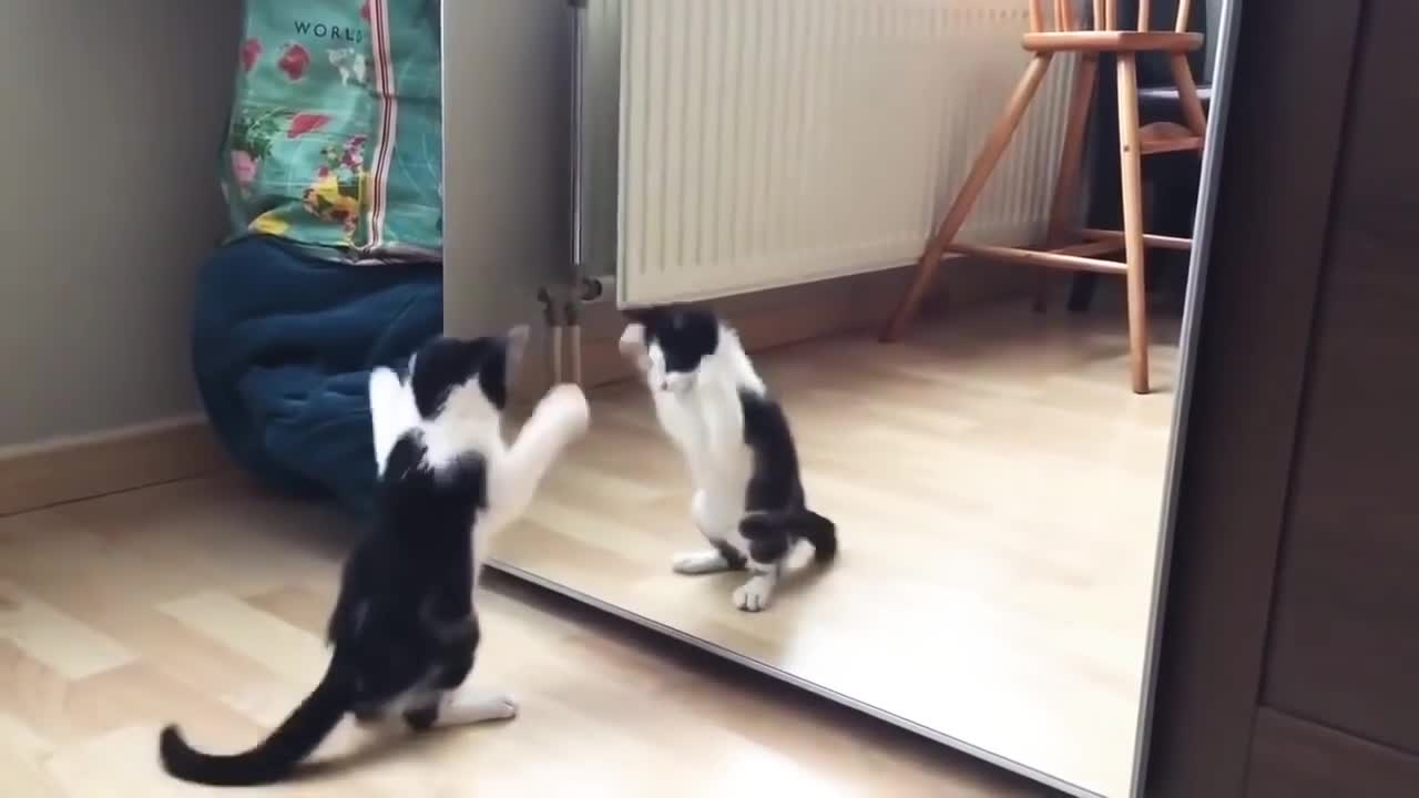 Funny Cat And mirror Video_Funny video_What's App Videos_30 Seconds Status Video_