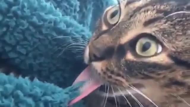 The funny cat licks the blanket.