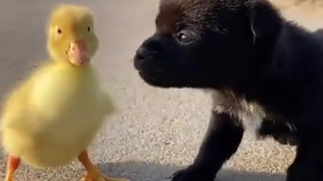 Baby dog playing with baby duck