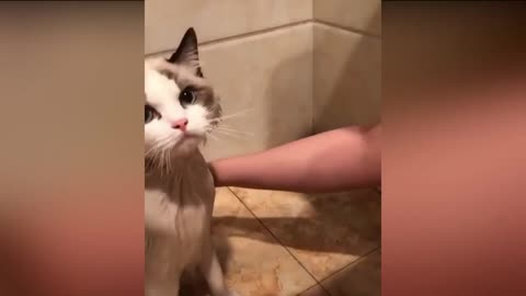 Cute cat best complication