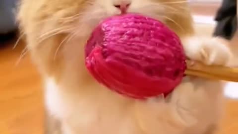 cute funny cat video
