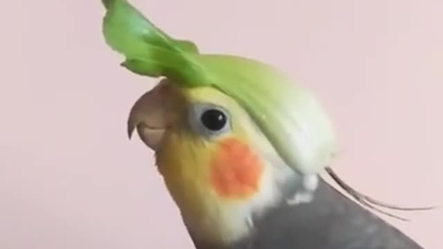 Bird with a beautiful song