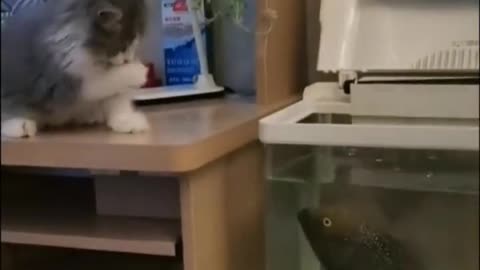 Cat's confusing behavior