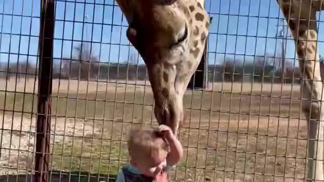 Curious Giraffe Gives Kiddo Kisses || ViralHog