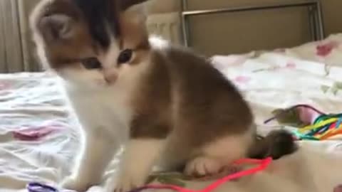 Cute kitten smart play