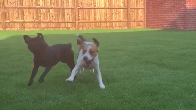 Crazy Beagle and Pug playing in new garden