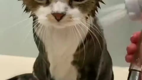 funny cats. Смішні коти