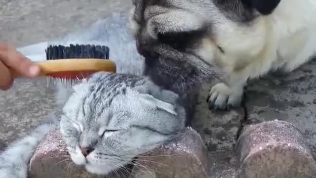 Pug Brush