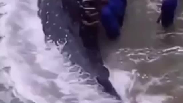 One of the most majestic fish alive