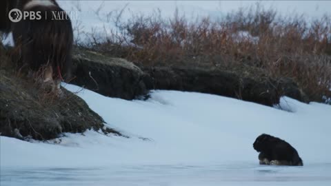 Newborn Muskox's First Day