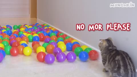 What Can't Cats Walk On? #22