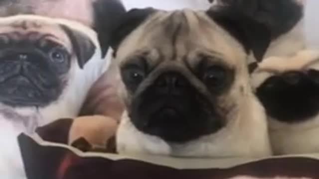 Stealthy pug hides in sea of pug merchandise