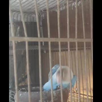 Dancing Bird song tahong ni carla