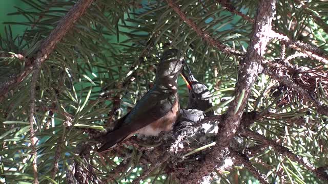 Humming Bird and Baby