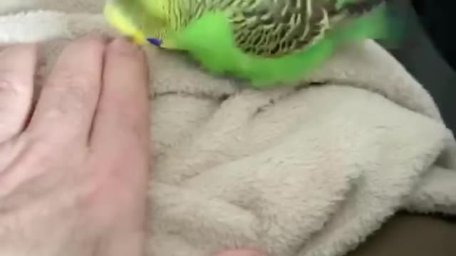 Parakeet Love