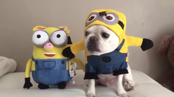 French Bulldog becomes Minion plush toy