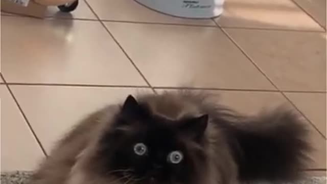 2.Cat like 🧿👄🧿