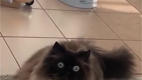 2.Cat like 🧿👄🧿