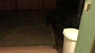 When a Bear Just Wants to Come Inside