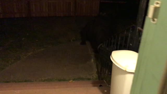 When a Bear Just Wants to Come Inside