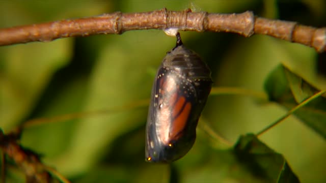 The metamorphosis of the butterfly to nature is beautiful