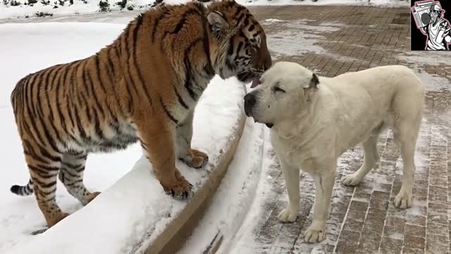 Dog & Tiger (Cold Weather & Warm Feelings)