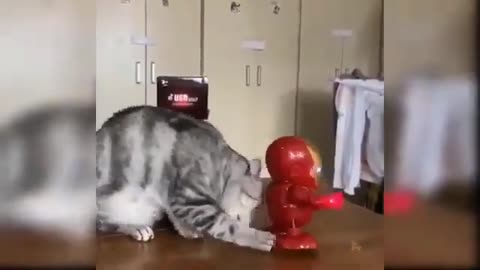 Cat cute is a small robot videos