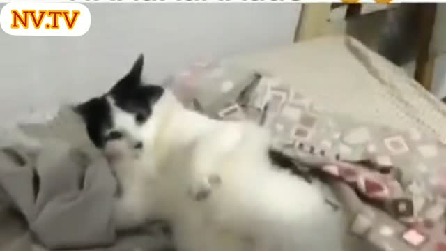 Gatinho não quer sair da cama