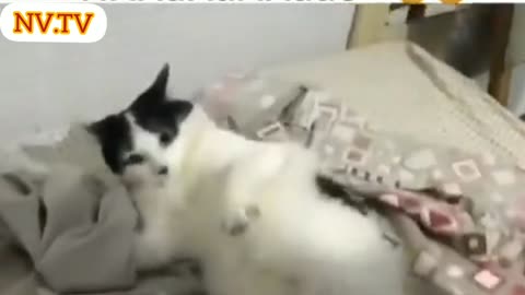 Gatinho não quer sair da cama