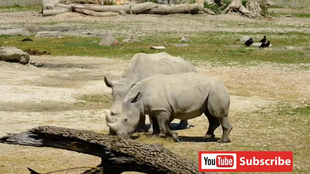 Funny Animals video - Funniest Cats and Dogs video | Best Funny Dogs