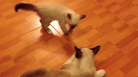 Adorable kitten playing with mom 😻🙀