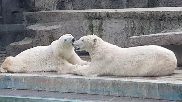 Kissing Polar Bears