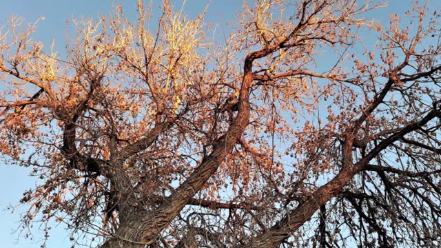 Tree Patterns 1: Winter Walkways