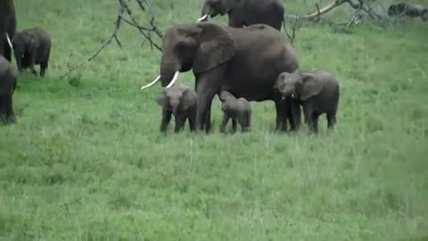 Elephant calf suckling