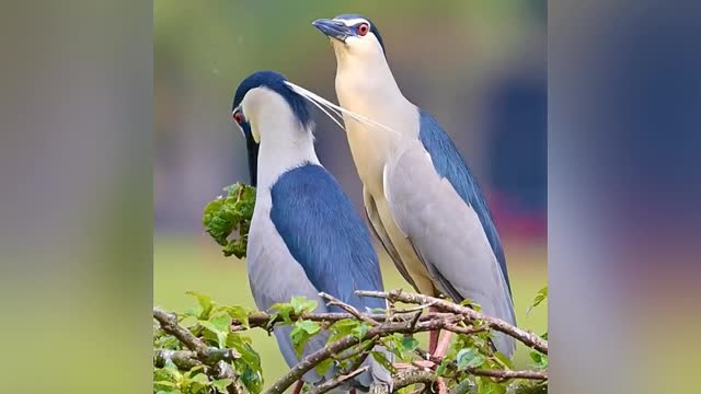 Very beautiful bird 🐦