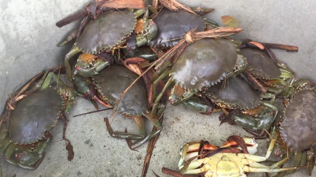 Sea crab in bird island (Viet Nam)