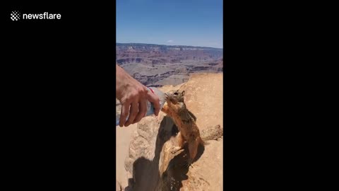 Thirsty squirrel gratefully drinks water from Grand Canyon hikers