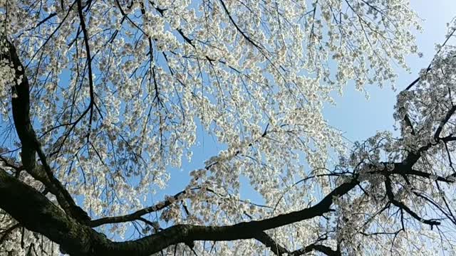 cherry blossoms in old school