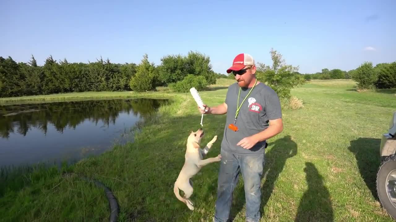 Training My Labrador Retriever to Hunt with Live Pigeons!