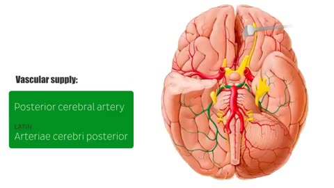 Promote Pineal Guardian Now! Supplements - Health