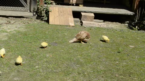 Ducklings in a field - With beautiful music