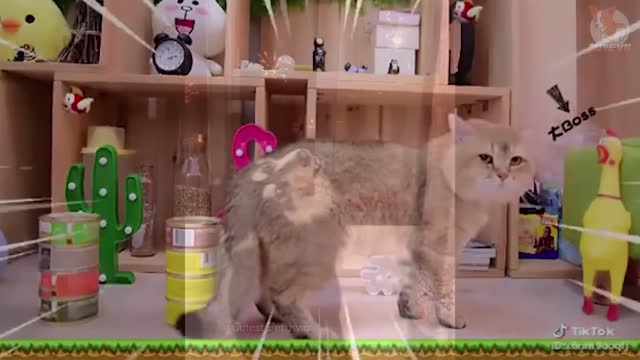 Pets - Os mais engraçados #2
