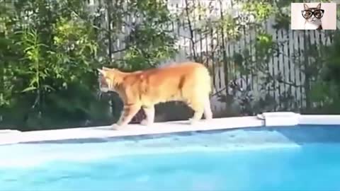 Vídeos graciosos de gatos