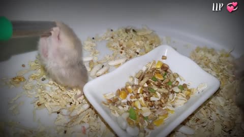 The funniest hamsters - Don't steal my drink