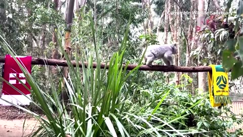 Koala predicts Australia to beat England in World Cup